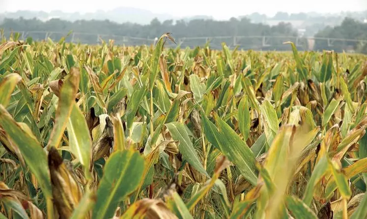 Les syndicats d'exploitants agricoles ont voté contre les taux d'indemnisation sécheresse et zonages définitifs retenus pour 17 départements, au CNGRA du 9 décembre, estimant que la proposition était trop éloignée des remontées de terrain. Cela, malgré une revalorisation inédite du taux d'indemnisation des pertes annoncée par le ministère de l'Agriculture.