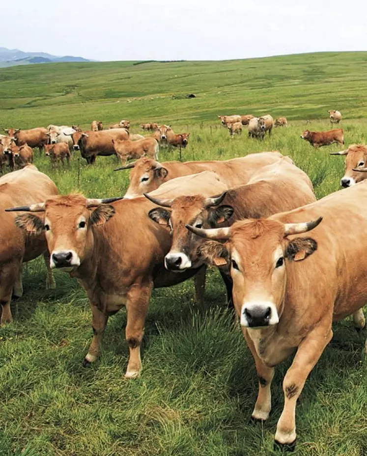 De la mise en œuvre de la nouvelle Pac à la gestion de l’eau, en passant par l’agrivoltaïsme ou la loi d’orientation et d’avenir, le gouvernement aura fort à faire, en ce début d’année à Paris, en matière de politique agricole.