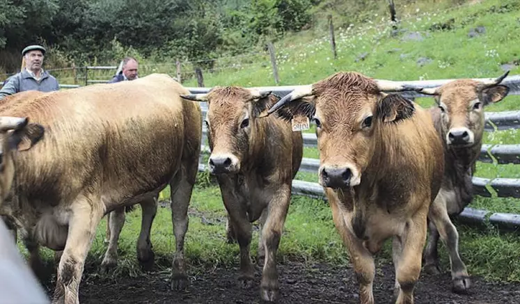 Soixante-dix génisses pleines et un taureau ont pris la direction de la Lituanie. Depuis une dizaine d’années, les pays de l’Est repensent leur élevage et s’inspirent des territoires de la race Aubrac.