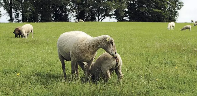 Les sevrages tardifs avec de gros agneaux qui tètent favorisent les pis de bois.