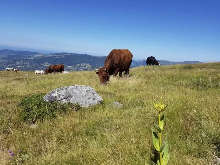 Les vastes étendues d’herbe jouent un rôle de régulation, de filtration des ressources hydriques, s’avèrent de véritables puits de carbone également.