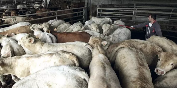 FCO : Les éleveurs qui n’ont pas pu exporter leurs broutards en temps en heure vont être dédommagés, sous conditions, par le FMSE.