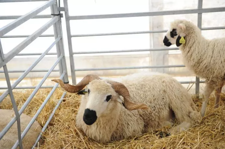 Deux des moutons Thônes et Marthod du foyer Arc-en-Ciel