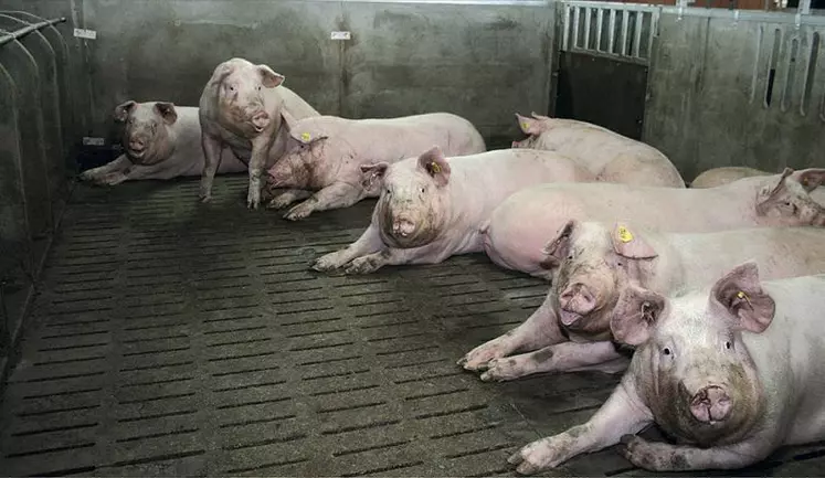 L’Espagne a pris la place de l’Allemagne devenant le premier producteur européen de porcs.