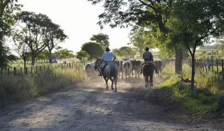 Le cheval reste un outil travail traditionnel dans les immenses exploitations - plusieurs milliers d’hectares - argentines. Mais l’élevage recule aujourd’hui au profit des cultures.