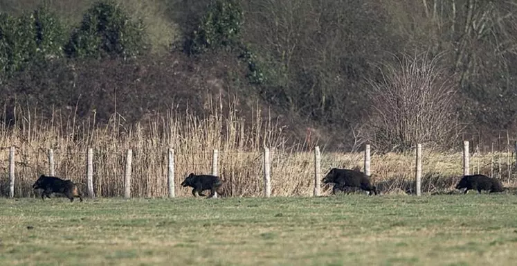 Cette possibilité de tir d’été est soumise à une autorisation individuelle préfectorale.