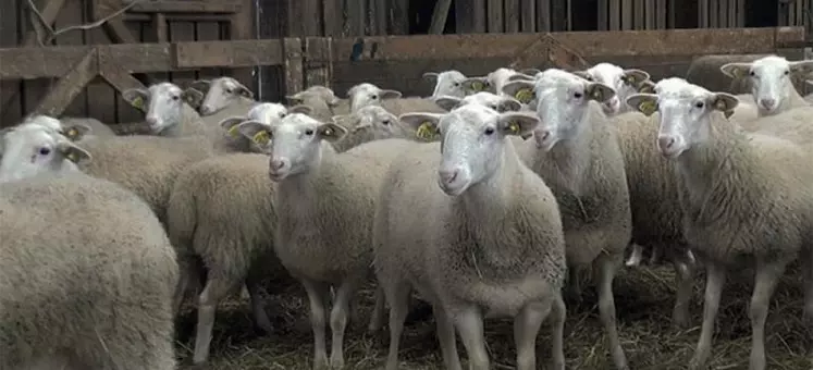 Pour assurer un taux de fertilité correct, la synchronisation des chaleurs est préconisée au printemps pour les agnelles.