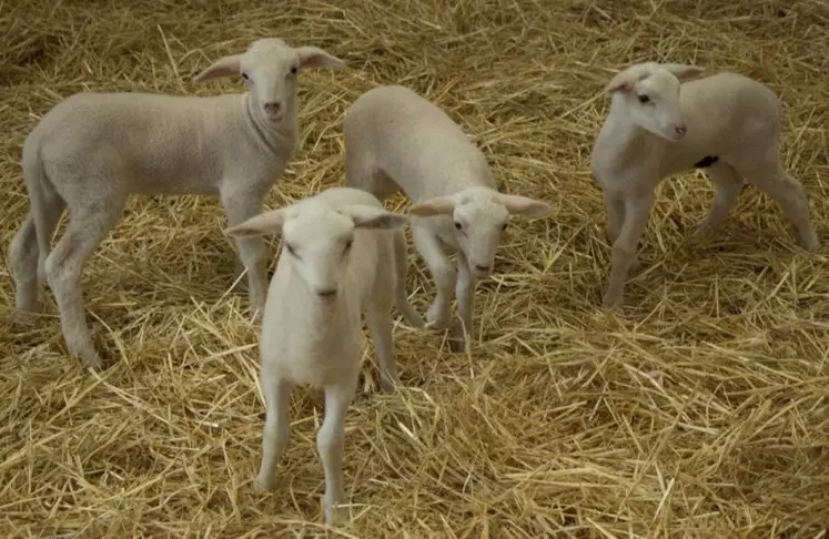 Une aide complémentaire de six euros est maintenue pour les nouveaux producteurs d’ovins.