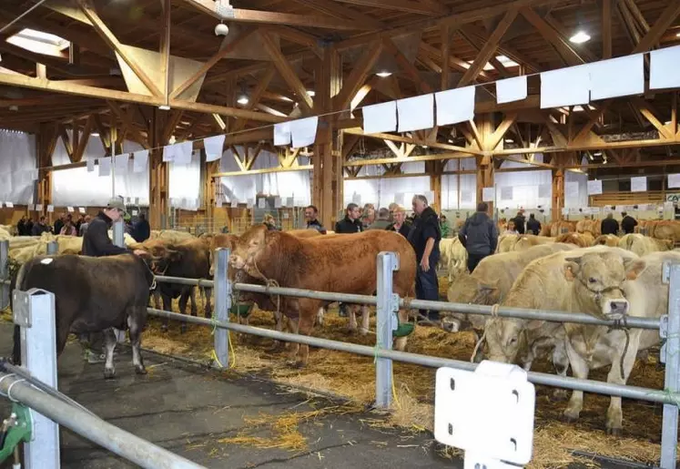 Le concours des broutards, des bêtes grasses et des agnelles, a repris cette année. Une quarantaine d'éleveurs sont venus samedi dernier sous la halle d'Aumont-Aubrac pour exposer leurs plus belles bêtes.