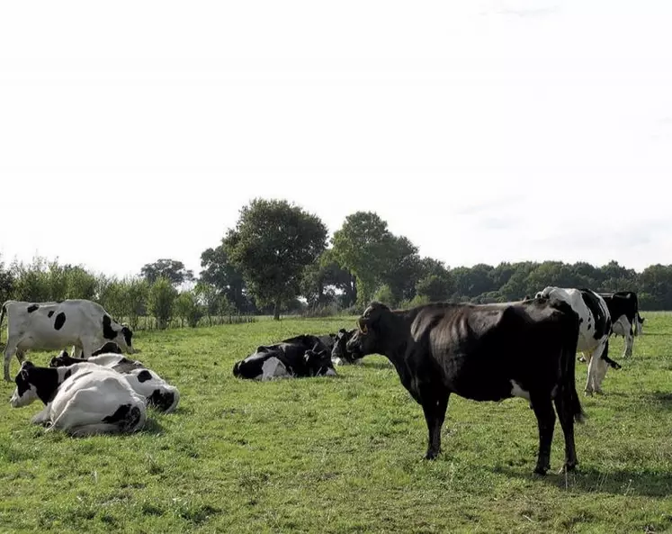 Après avoir fortement misé sur ce créneau ces dernières années, les industriels lèvent le pied, refroidis par la chute de la consommation et des échecs commerciaux.