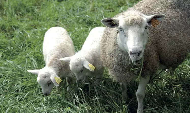 Protection contre les pathogènes et source d’énergie, le colostrum doit être bu rapidement après la naissance.