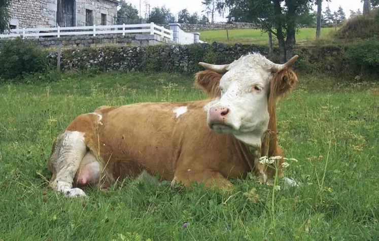 Le trophée Technilait a de nouveau récompensé les éleveurs laitiers dans les cinq races présentes sur le territoire : Prim'Holstein, Brunes, Montbéliardes, Abondance et Tarentaises, et Simmental. Dernière race à l'honneur : les Simmental.