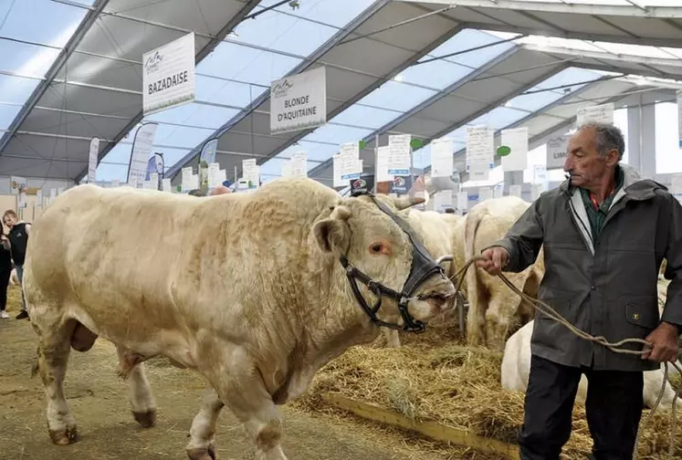 Les 400 plus belles charolaises défileront dans le Zénith d'Auvergne.