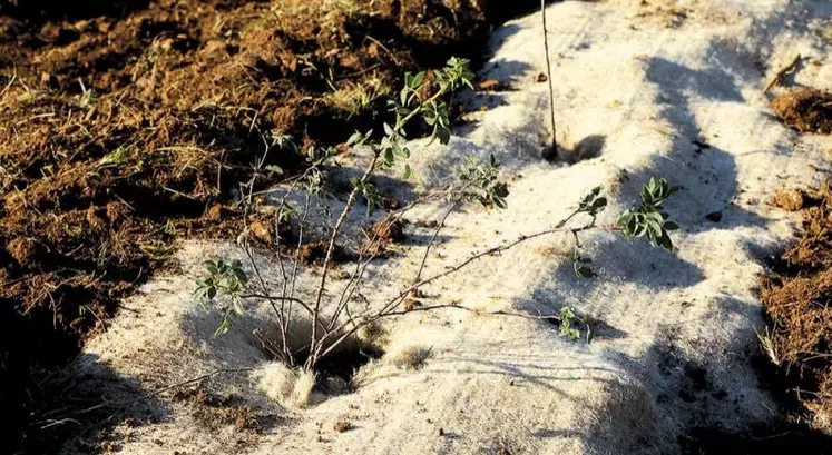 Pour la seconde année, la chambre d’agriculture et le Copage ont créé un partenariat pour répondre à l’appel à projet « Plantons des haies » lancé par la Draaf Occitanie.