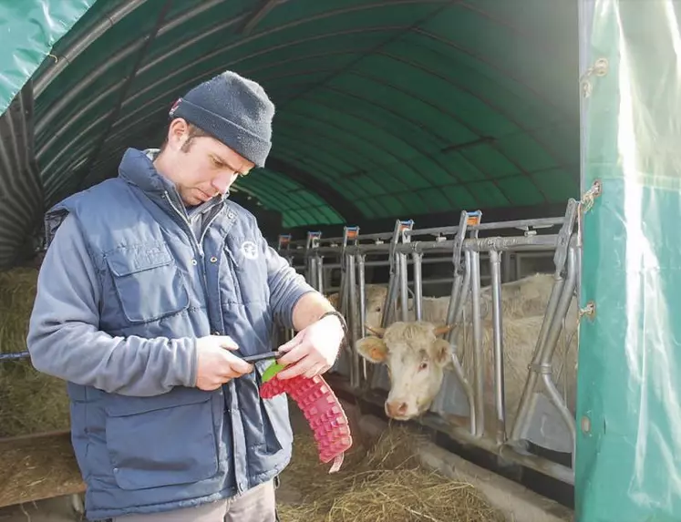 Maël Delphin-Poulat a fait le choix, en 2014, d’installer ses vaches dans un tunnel.