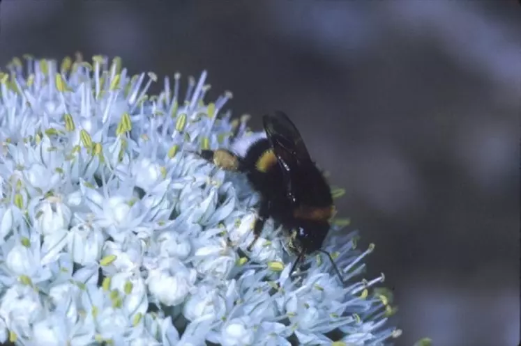 Bourdon des champs sur ombelle d’oignon.