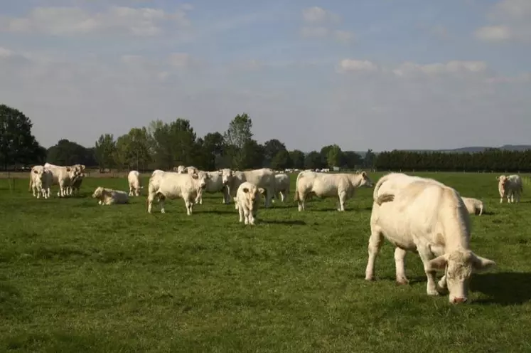 Plusieurs thématiques seront abordées au cours de la session nationale bovine : le Coeur de gamme, la gestion des risques, la communication autour du métier, l'installation, etc.