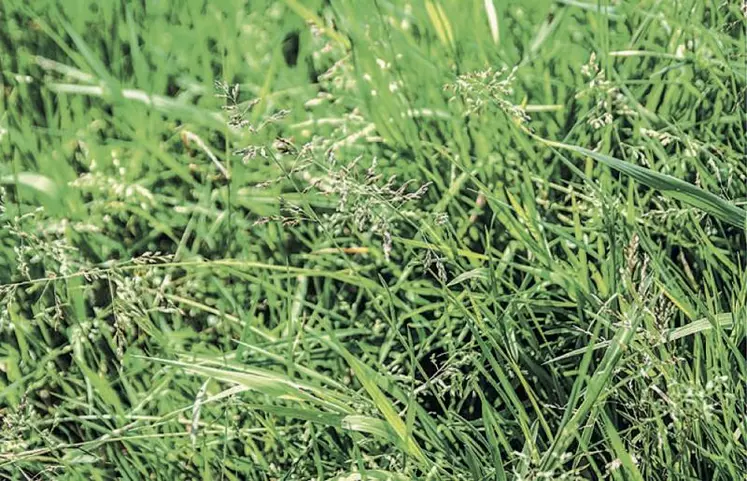 La dégradation des prairies se traduit le plus souvent par une invasion de graminées de qualité moyenne à médiocre comme l’agrostis, la houlque laineuse et le pâturin commun.
