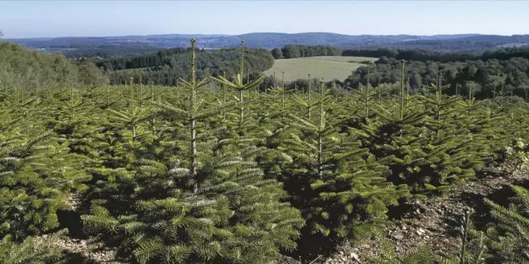 Dans une année 2020 inédite en raison de la crise sanitaire, le sapin de Noël demeure le roi des forêts et des fêtes de fin d’année. En quelques semaines, près de six millions d’arbres sont coupés dans les exploitations françaises.