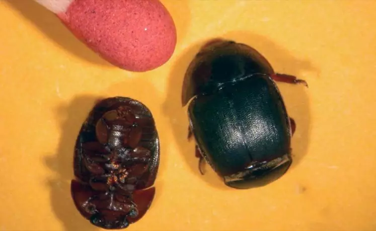Le petit coléoptère des ruches est de couleur noire et mesure de 5 à 7 mm. Si l’infestation est avérée, c’est la ruche entière qui est ruinée.