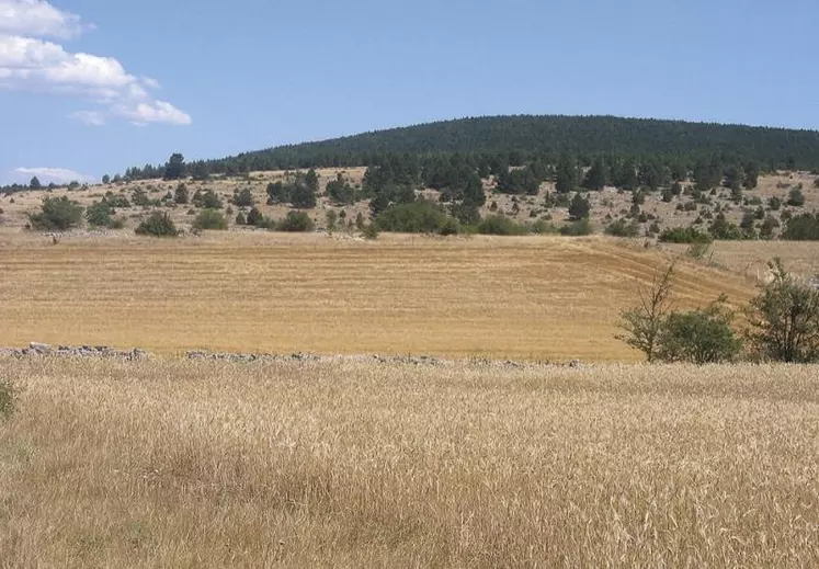 La FRSEA et Jeunes agriculteurs Auvergne-Rhône-Alpes alertent dans un communiqué le 25 août, sur le manque d'eau dont souffrent les cultures cette année encore. Entrevue croisée de Michel Joux et Pierre Picard, respectivement président FRSEA et JA Aura.