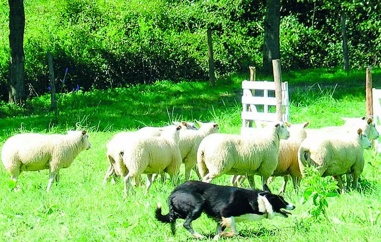 Le chien de troupeau, un allié de choix pour l'éleveur.