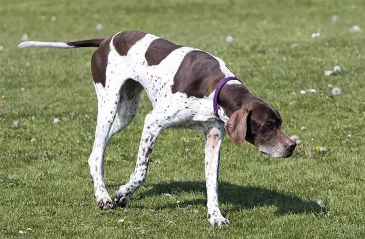 Le braque est un chien d’arrêt.