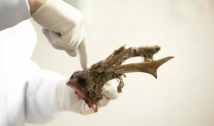 Des taux de mortalité importants et inhabituels au sein de la faune sauvage déclenchent la plupart du temps des autopsies en laboratoire.