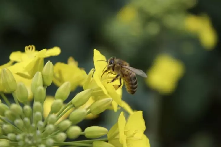 Que ce soit la stratégie européenne en matière de biodiversité à l’horizon 2020 ou l’initiative européenne pour les pollinisateurs, le manque d’outils et de cohérence dans les politiques européennes n’a pas permis d’assurer la protection des pollinisateurs sauvages, dénonce la Cour des comptes de l’UE dans un rapport sévère du 9 juillet. Quant à la Pac, elle est considérée, en la matière, comme « un problème et non une solution ».