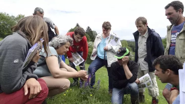 Mieux connaître la flore naturelle des prairies apporte un véritable plus aux agriculteurs.