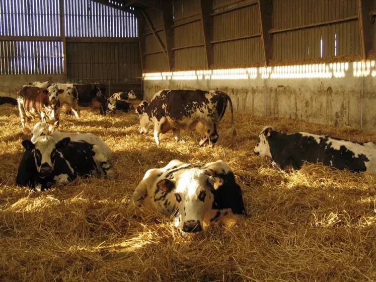La stabulation libre est le modèle de logement le plus courant et adapté aux animaux hébergés, que ce soit sur litières accumulées pour les vaches allaitantes et les jeunes, ou en logettes pour les vaches laitières.