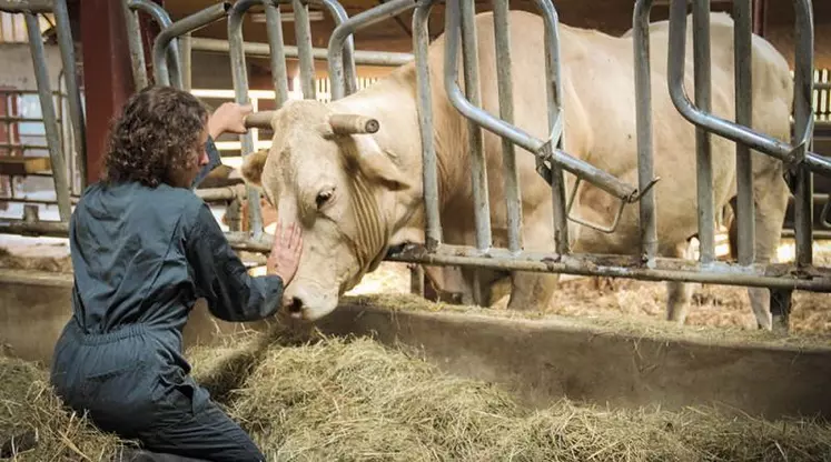 De plus en plus d’agriculteurs se tournent vers des médecines alternatives pour soigner leurs animaux.