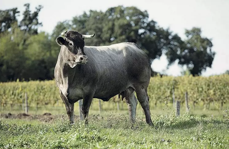 L’égérie du salon est Cerise, une vache bazadaise. Il en existe environ 4 000 en France et une action est menée à travers trois pépinières de génisses pour augmenter le cheptel.