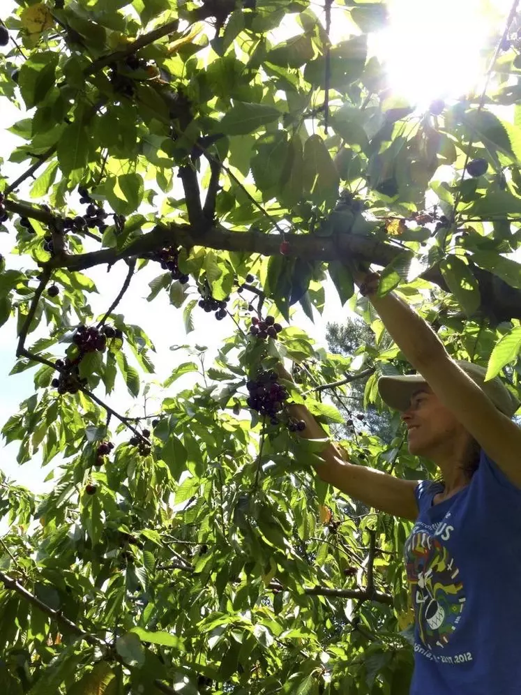 Aurélia Étienne valorise les fruits non récoltés depuis 2015.