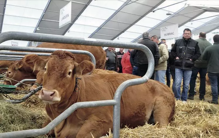 Le Sommet de l’élevage accueillera, en 2017, le concours national limousin.