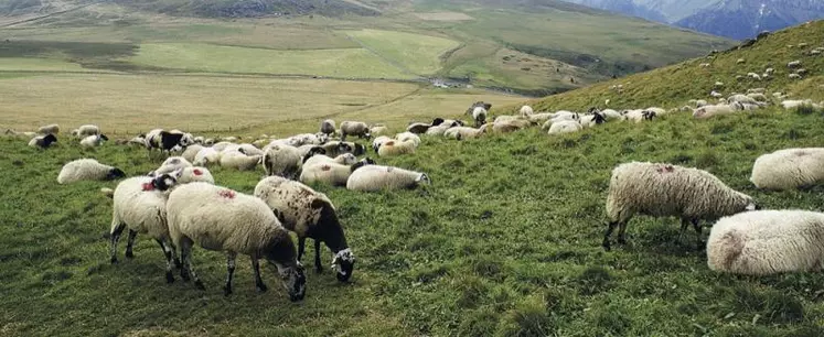 Paysage, patrimoine, produits : le triptyque essentiel de l’agropastoralisme.