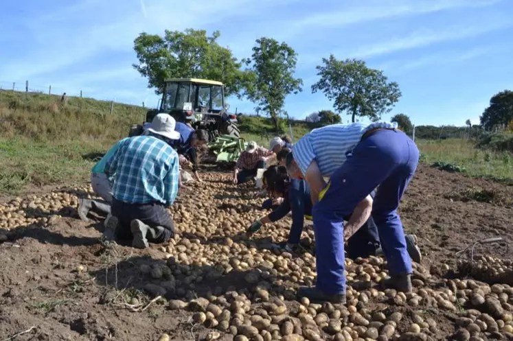 Ramassage de patates 2012 par l'Amapp du Gévaudan.