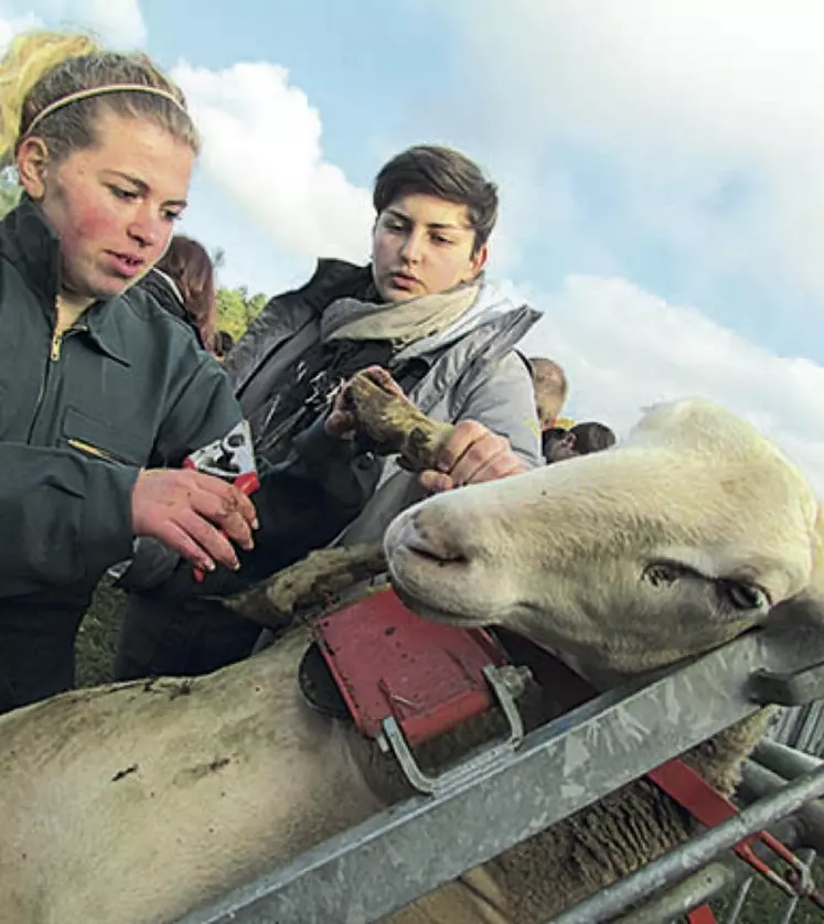 L'an passé, les ovinpiades départementales se sont déroulées au lycée agricole de Saint-Chély-d'Apcher.