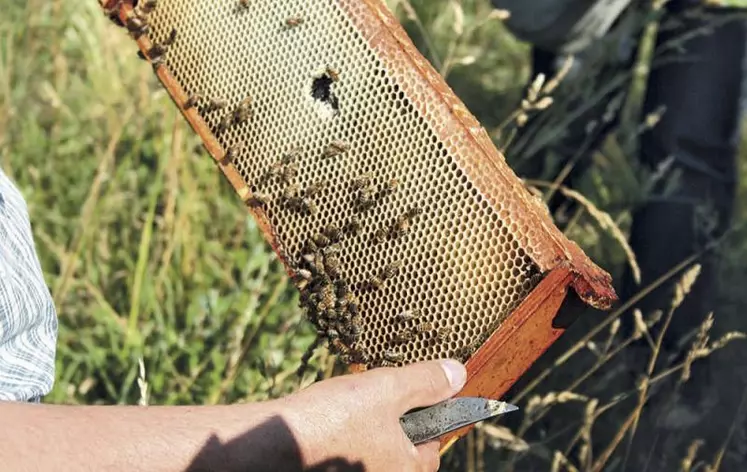 La production française de miel ne devra pas dépasser les 10 000 tonnes cette année.