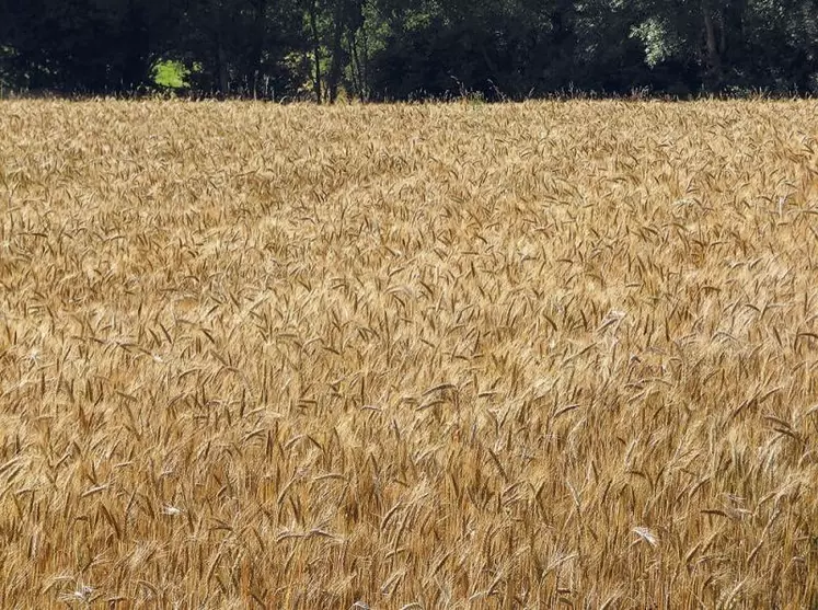 En 2021, l'association Céréales Montagne a mis en place des plateformes d'essais de variétés de céréales dans le massif Central, avec des résultats encourageants.