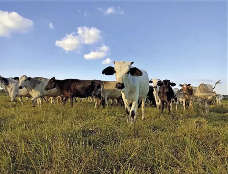 Dans les plaines orientales de Colombie, les petites exploitations d'élevage familiales cohabitent avec l'industrie pétrolière et les géants de l'agro-industrie, qui gagnent chaque année du terrain.