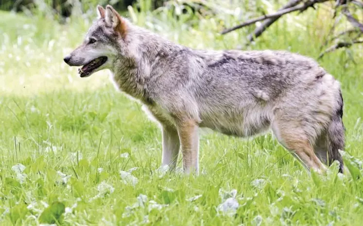 Audits auprès des élevages fortement prédatés, recommandation du préfet coordonnateur qui restreint les prélèvements de loups et chiens de protection : la profession reste vigilante alors que la pression de prédation ne faiblit pas.