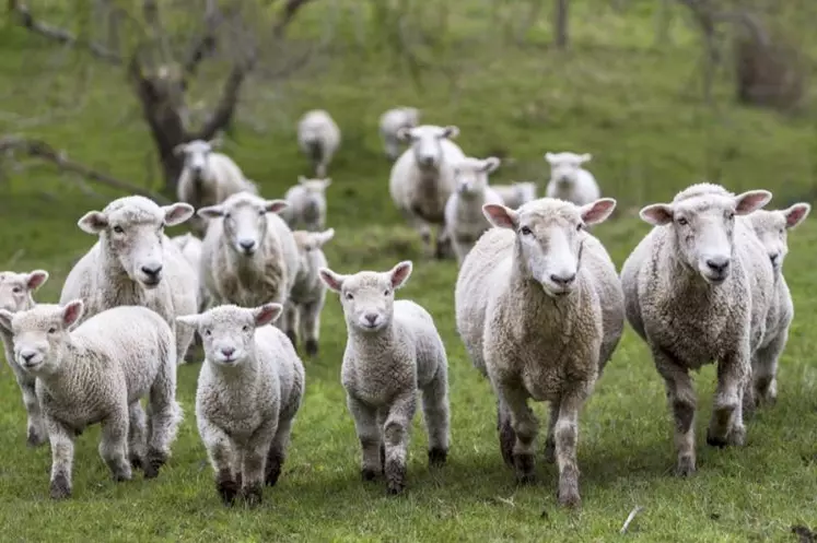 Depuis plus de 30 ans, l’élevage néozélandais est sur le déclin avec un nombre d’éleveurs et d’animaux en baisse constante.