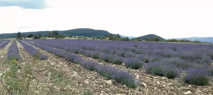 La chambre d’agriculture a déjà rélisé deux dépliants sur la culture des PPAM dans le département.