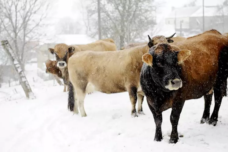 Les vaches de Nicolas à Villeneuve, Chaudeyrac, sous la neige.