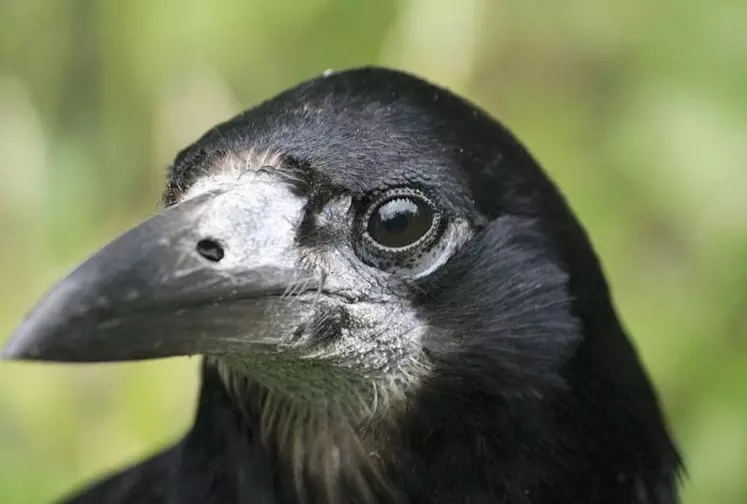 Le corbeau freux a la base du bec blanche et pousse un cri nasillard.