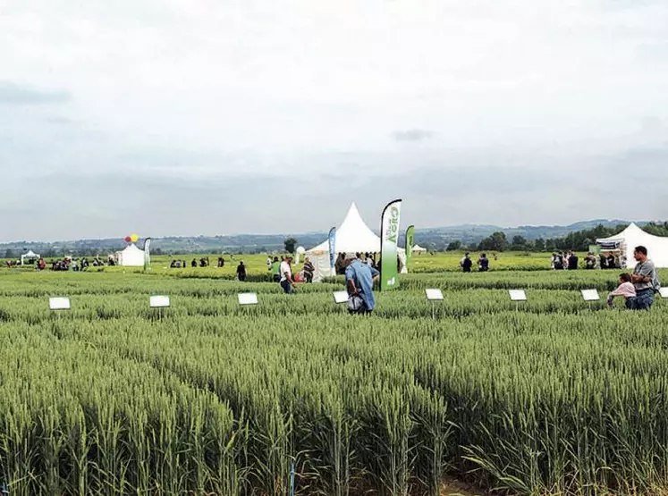 Plus de 500 personnes ont foulé les allées de la plateforme agronomique de Loire Auvergne Agro, allant d’atelier en atelier, de parcelle en parcelle.