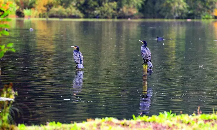 Après une réintroduction réussie dans les années 2000, la multiplication du nombre de grands cormorans fait craindre aux pêcheurs un assèchement du nombre de poissons, alors que l'État interdit désormais toute mesure de régulation dans le département.