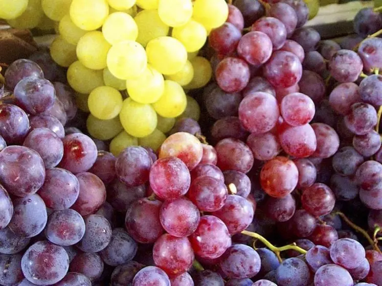 Le raisin de table, noir ou blanc, est le sixième fruit le plus consommé par les Français.