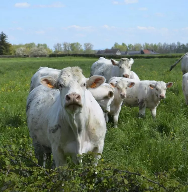 Une mise à l’herbe précoce permet de ne pas se laisser dépasser par l’herbe.